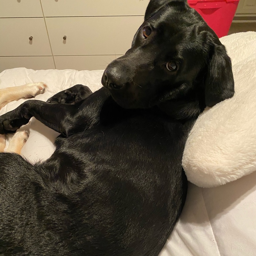 Meet your Posher, Rashell - Picture 4 of 4